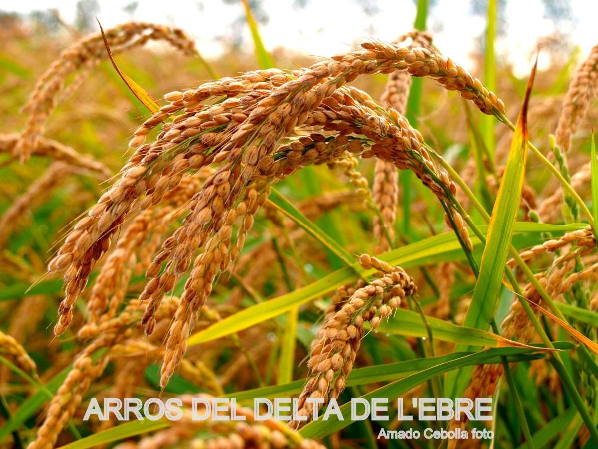 Villa Paquita - Delta De L'Ebre Deltebre Bagian luar foto